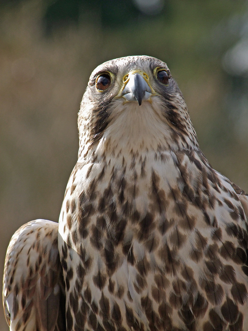 Saker oder Würgfalke (Falco cherrug)