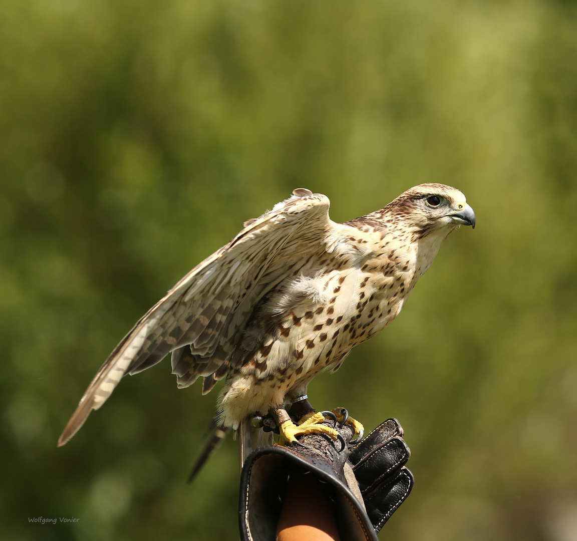 Sakerfalke bei der Flugschau im Wild,-und Freizeitpark Allensbach