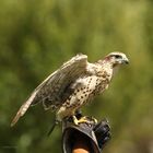 Sakerfalke bei der Flugschau im Wild,-und Freizeitpark Allensbach