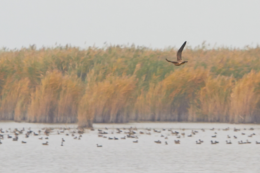 Sakerfalke bei der Jagd (2)