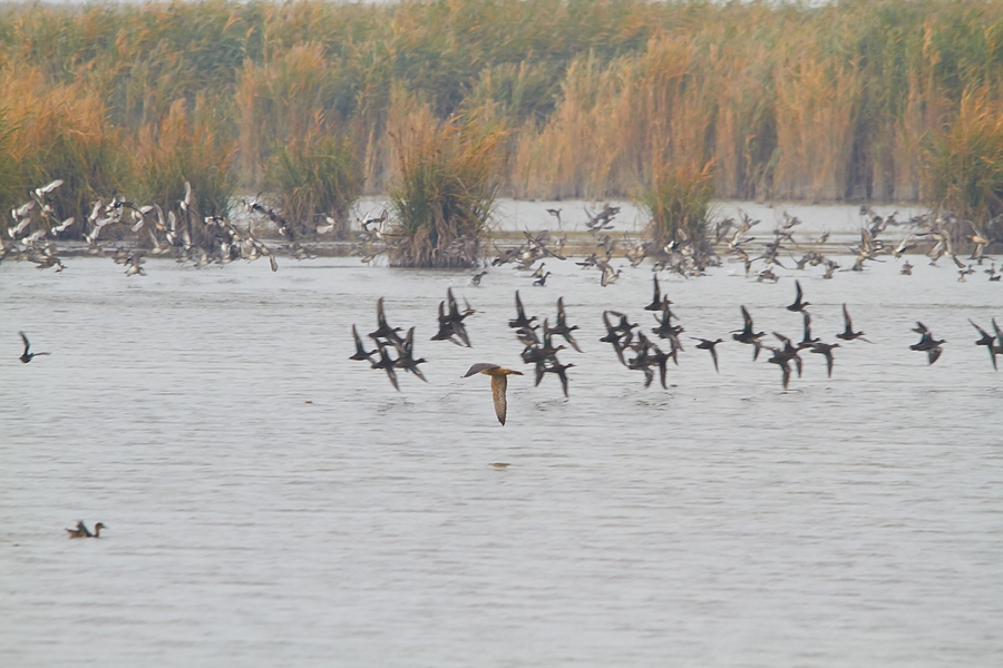 Sakerfalke bei der Jagd (3)