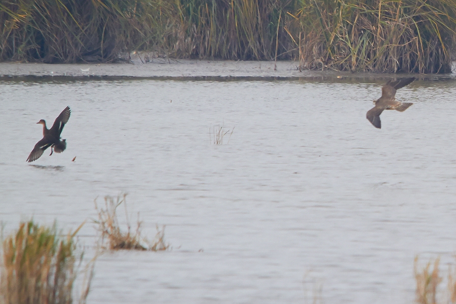 Sakerfalke bei der Jagd (6)