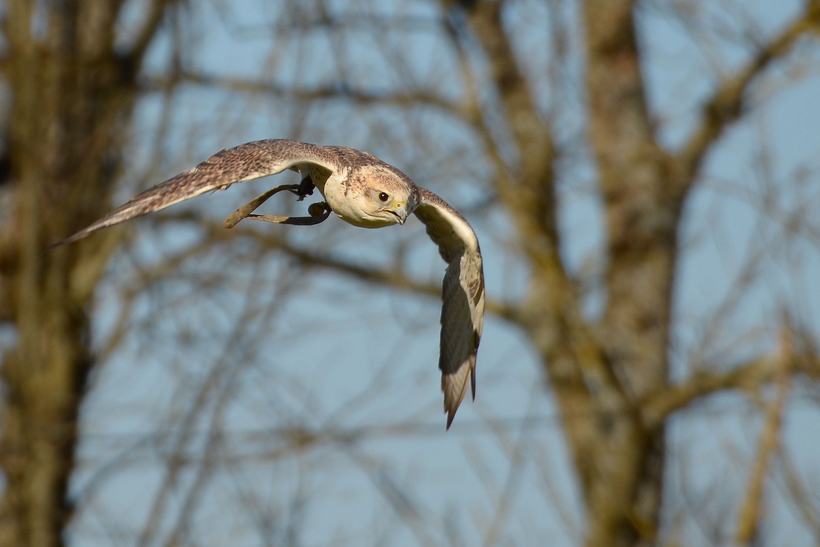 Sakerfalke beim Flug aufs Federspiel