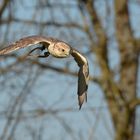 Sakerfalke beim Flug aufs Federspiel