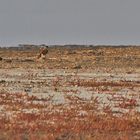 Sakerfalke beim Kröpfen