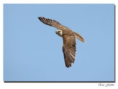 Sakerfalke dreht ein zum Sturzflug