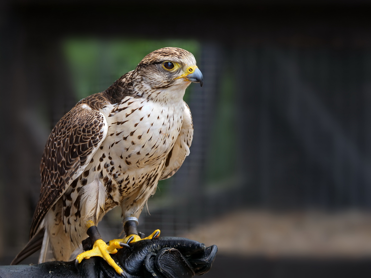 Sakerfalke (Falco cherrug)