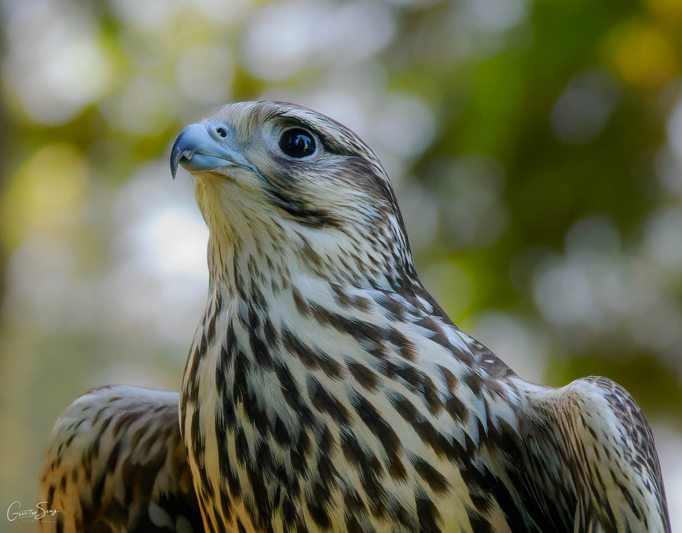 Sakerfalke ( Falco cherrug)