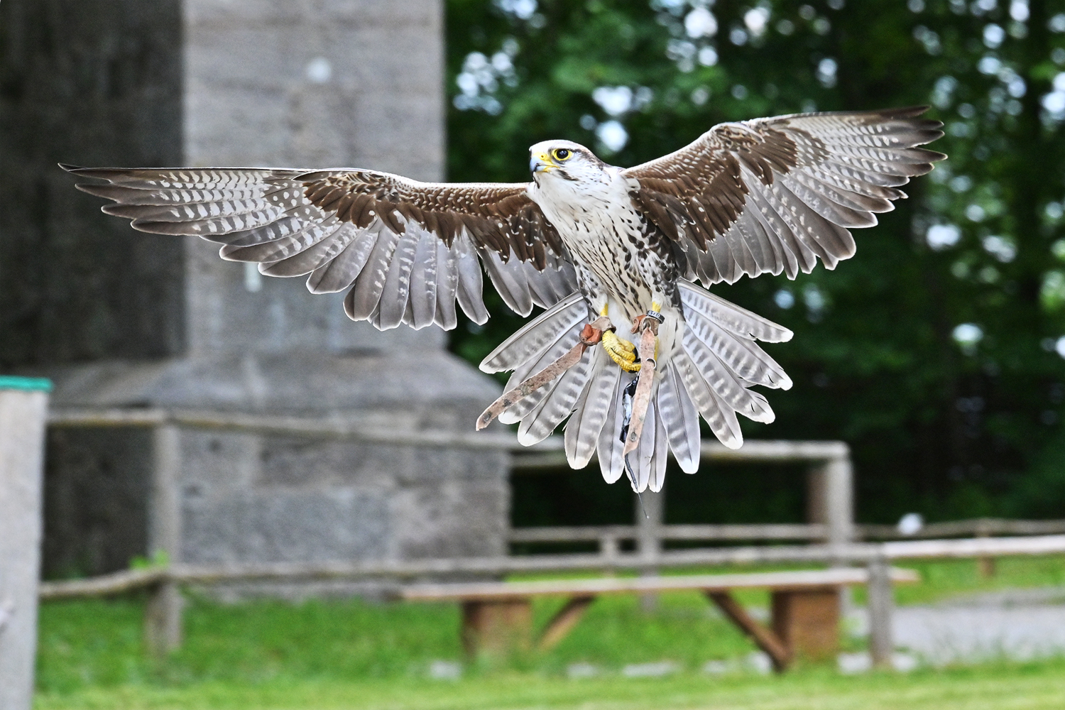 Sakerfalke - faucon sacre (Falco cherrug)