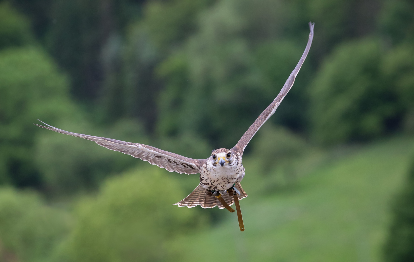 Sakerfalke im Flug