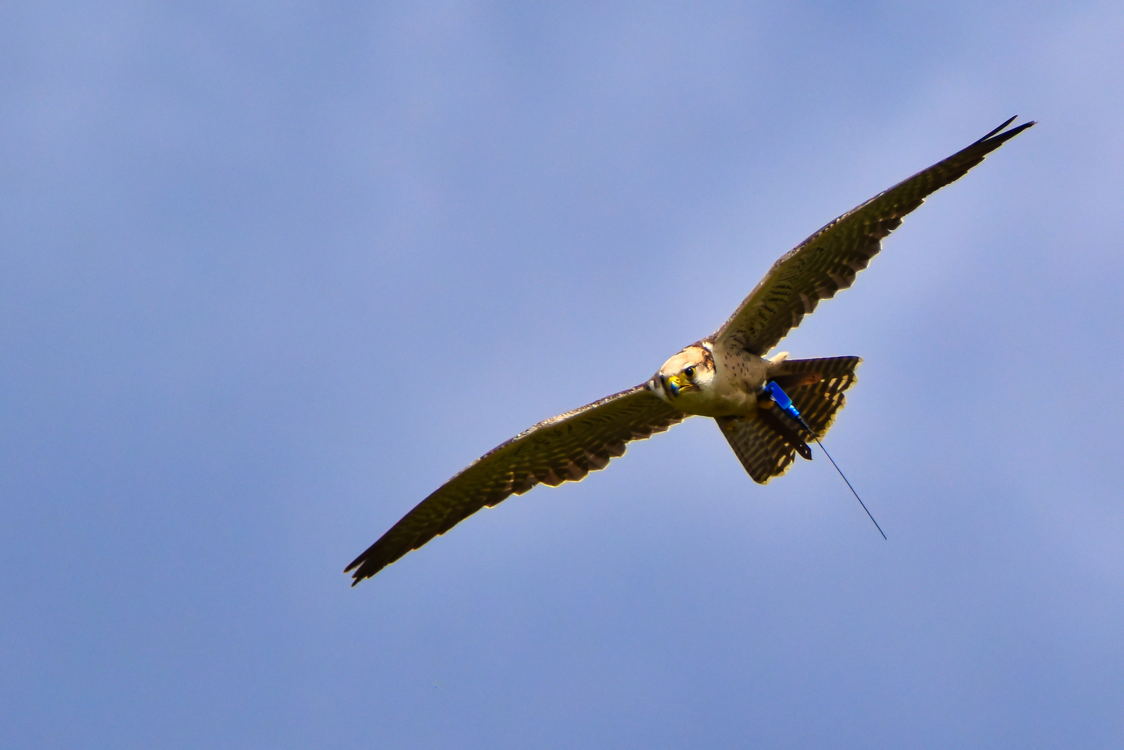 Sakerfalke im Flug