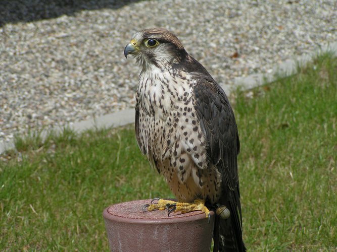 Sakerfalke im Neunkircher Zoo