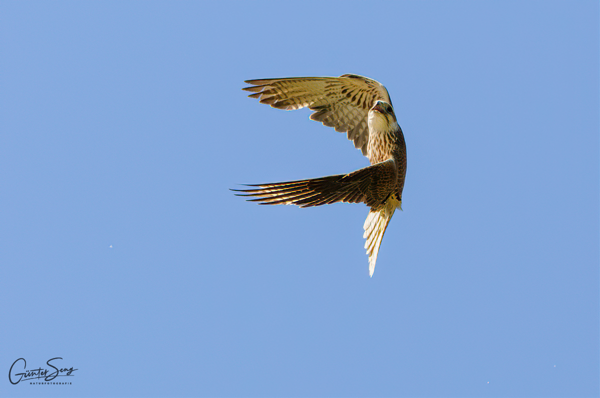 Sakerfalke im steilen Kurvenflug