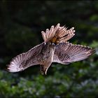 Sakerfalke im Sturzflug !!!!