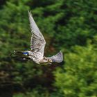 Sakerfalke im Sturzflug