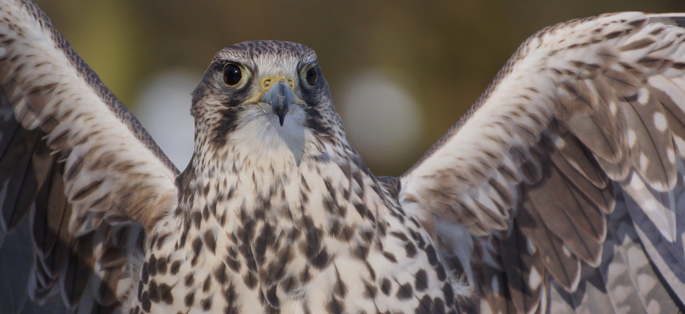 Sakerfalke im Tierpark Hellabrunn