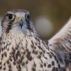 Sakerfalke im Tierpark Hellabrunn