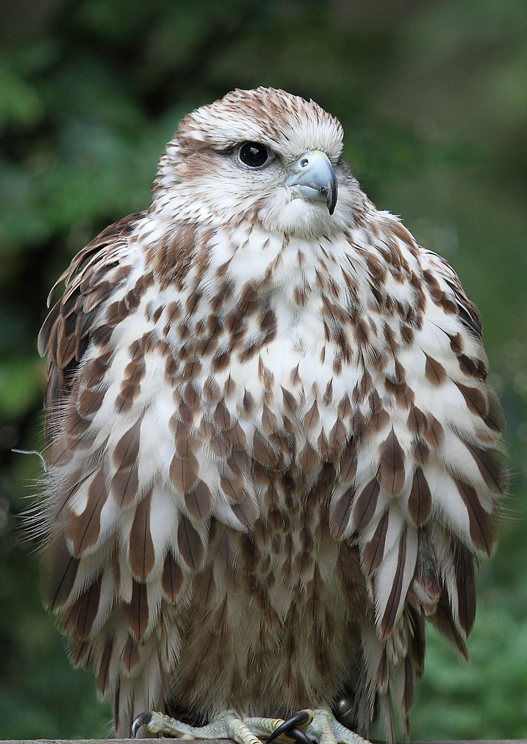 Sakerfalke "Malin" ein Saker Weib