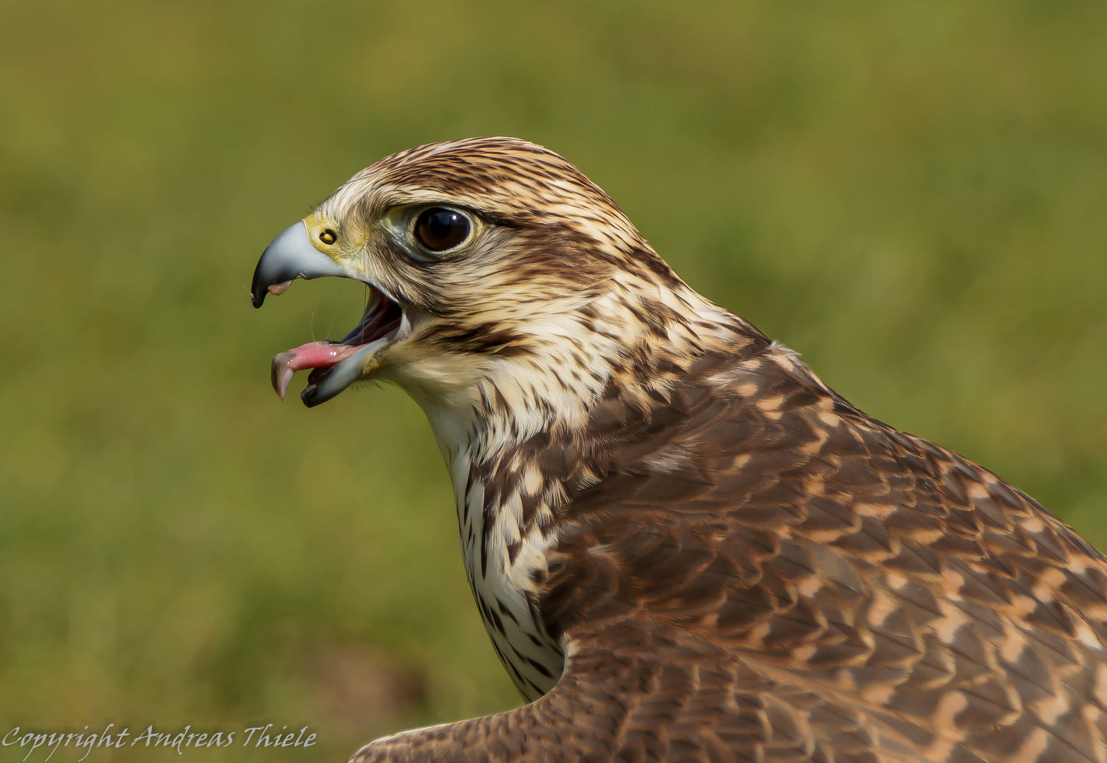 Sakerfalke nach einer großartigen Jagd auf das Federspiel