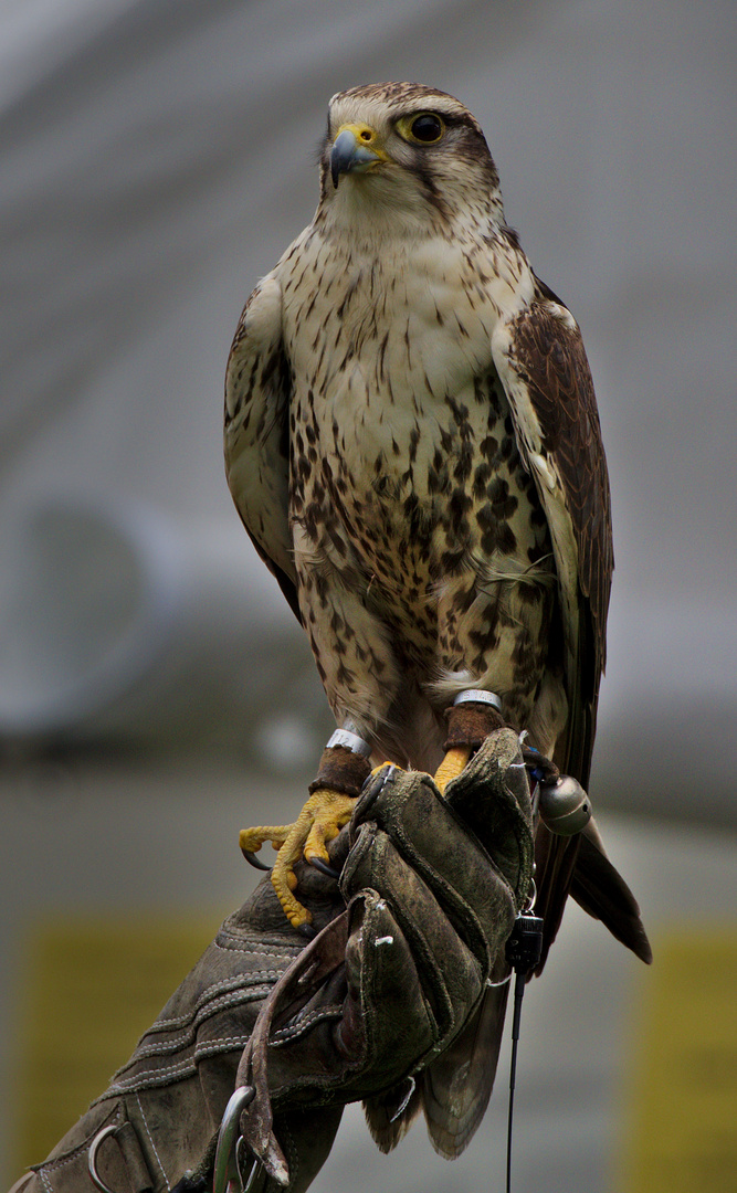 Sakerfalke oder Würgfalke (Falco cherrug) 1