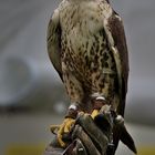 Sakerfalke oder Würgfalke (Falco cherrug) 1