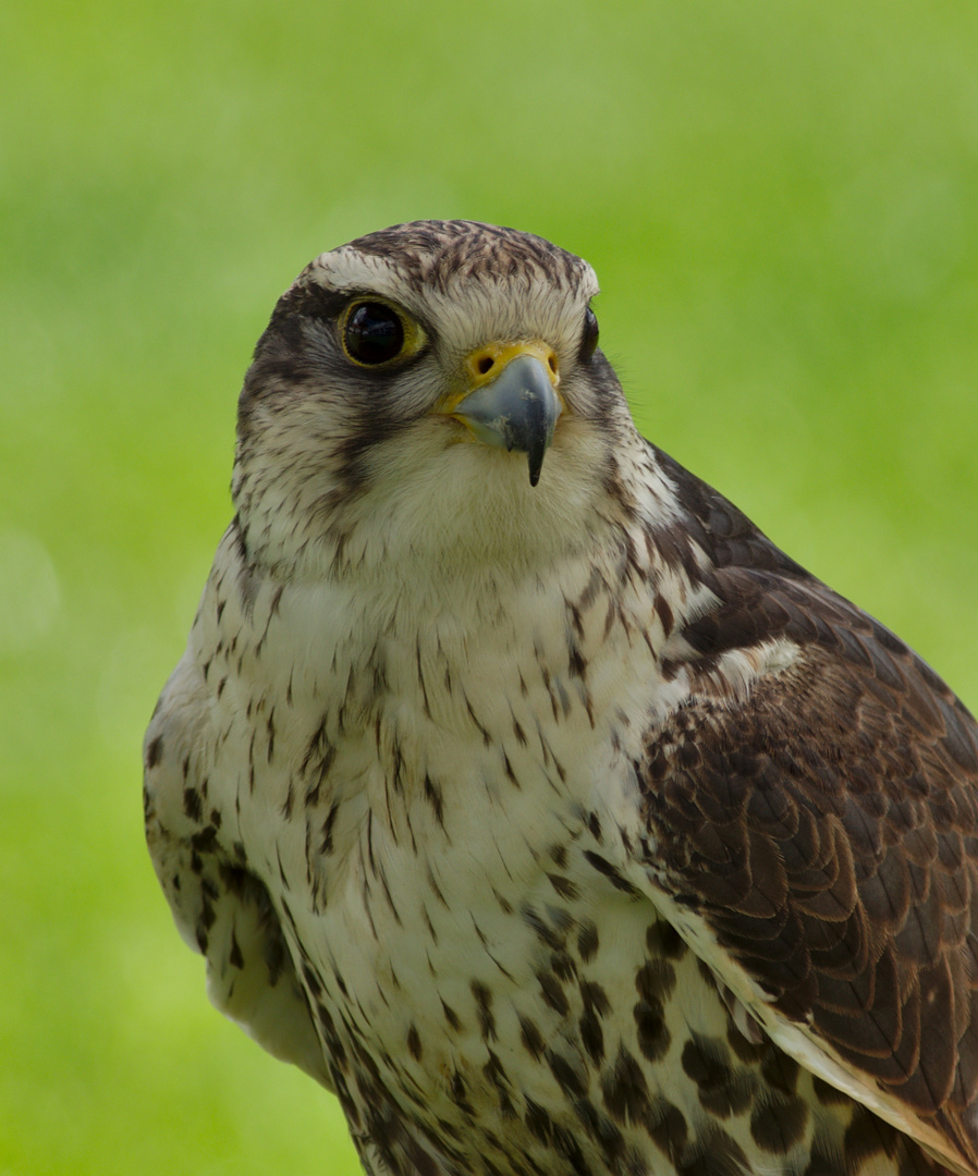 Sakerfalke oder Würgfalke (Falco cherrug) 3