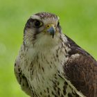 Sakerfalke oder Würgfalke (Falco cherrug) 3