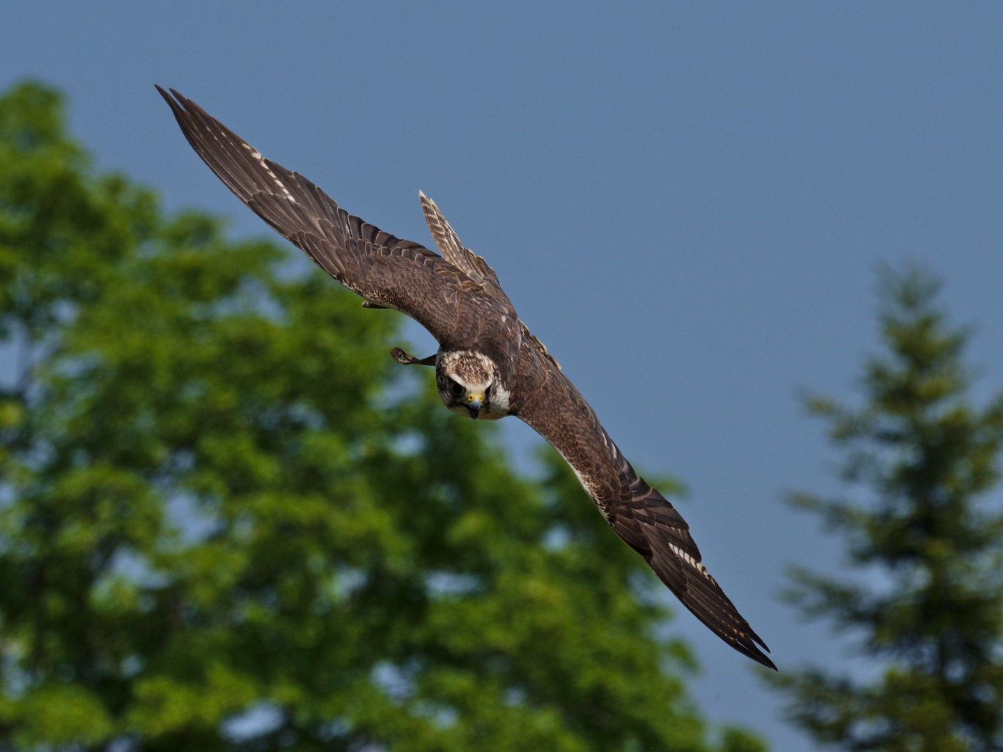 Sakerfalke oder Würgfalke (Falco cherrug) 4