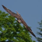 Sakerfalke oder Würgfalke (Falco cherrug) 4