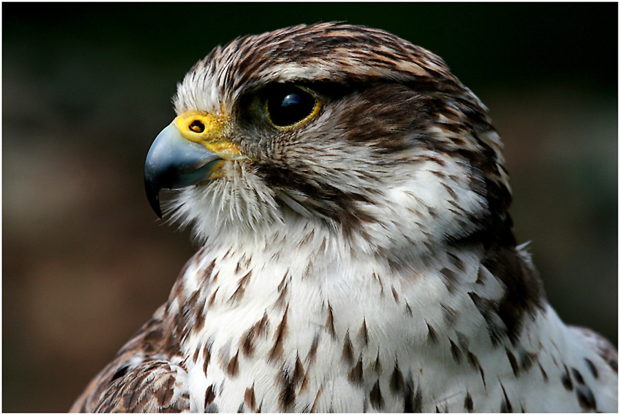 Sakerfalke-Portrait