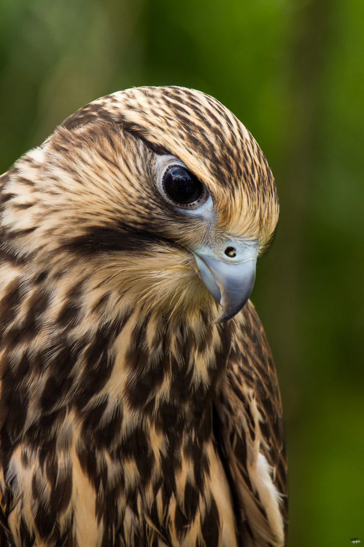 Sakerfalke weiblich "Portrait" (Falco cherrug)