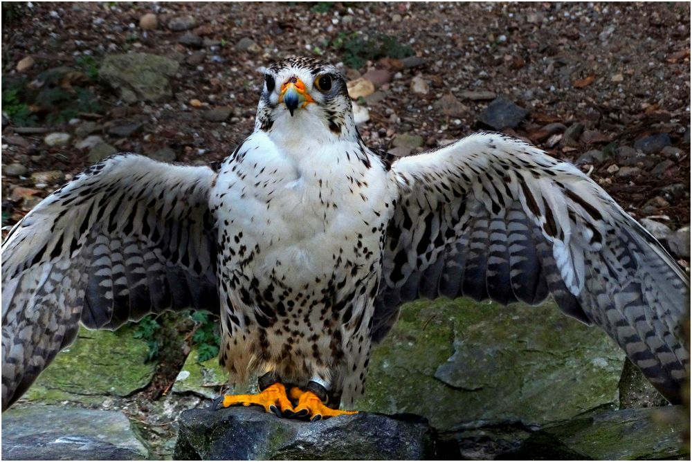 Sakerfalke (Zoo Neuwied)