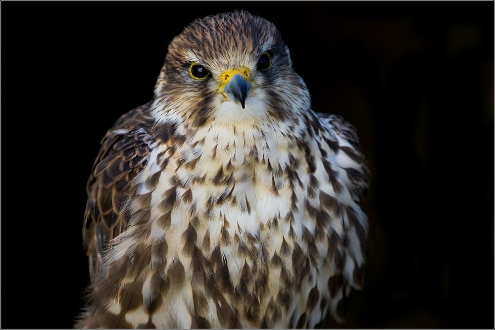 Sakerfalkenportrait