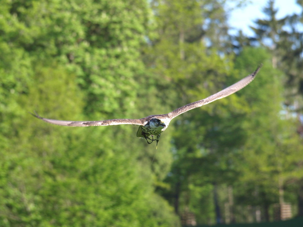 Sakerweib im Flug