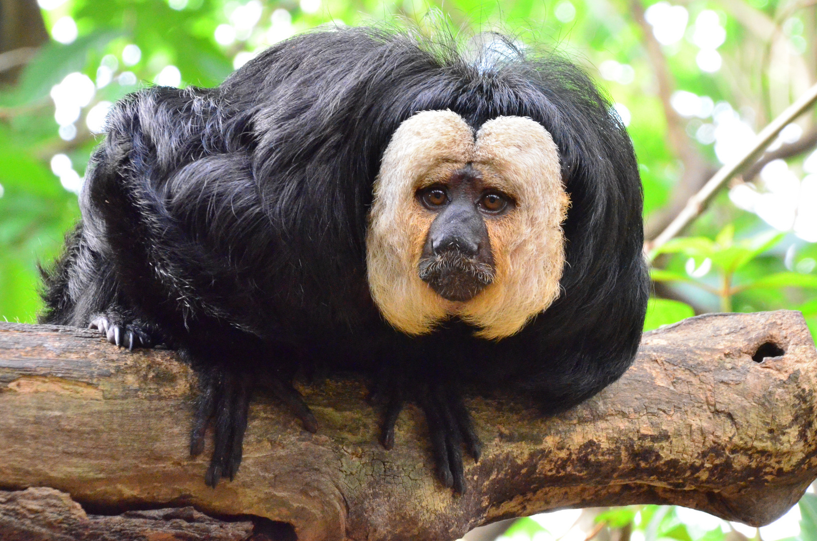 Sakiäffchen im Krefelder Zoo