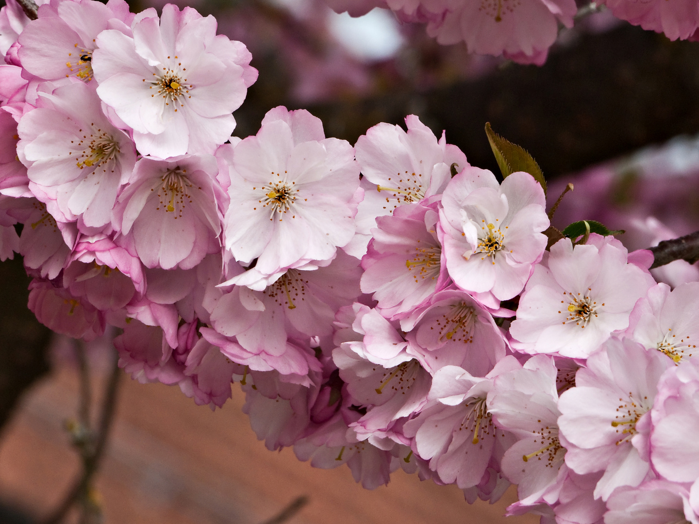 Sakura