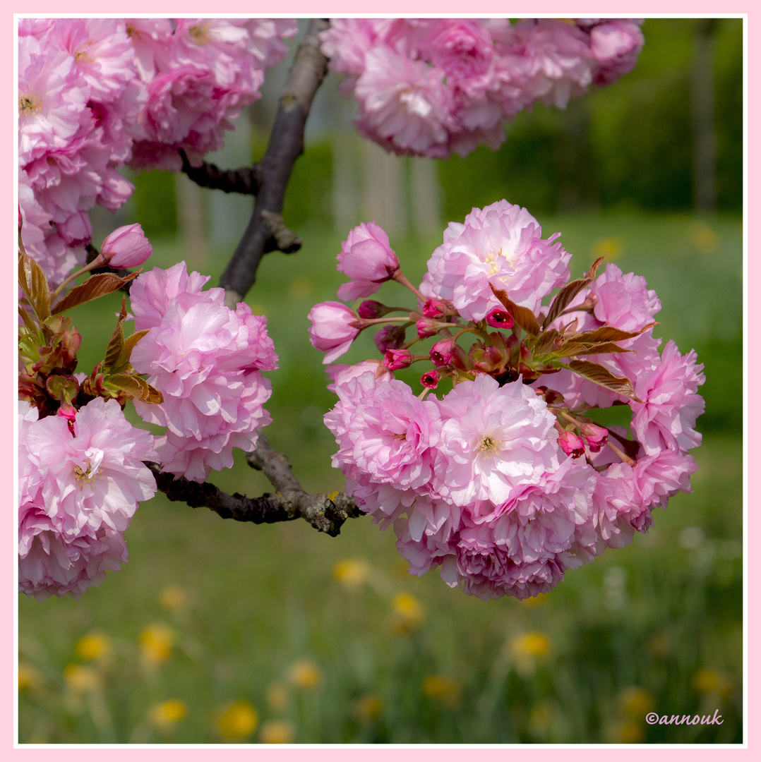 Sakura 1 Foto & Bild | bäume, frühling, natur Bilder auf fotocommunity