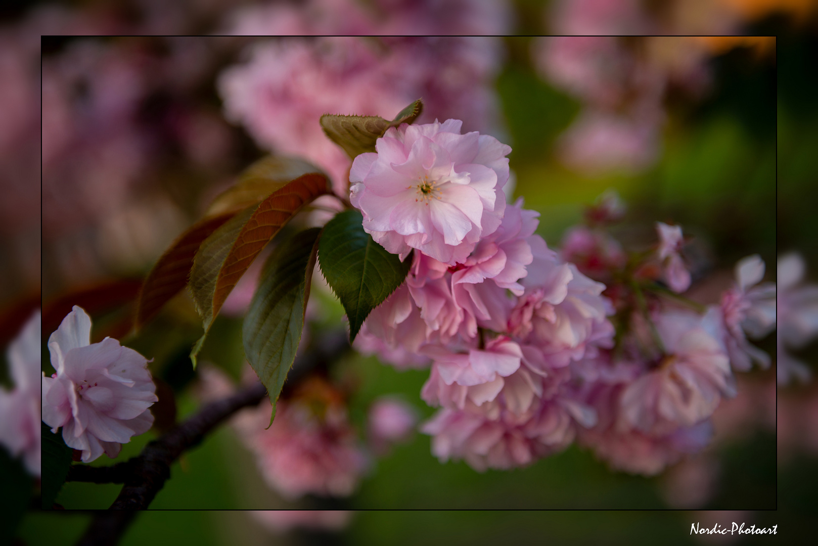 Sakura