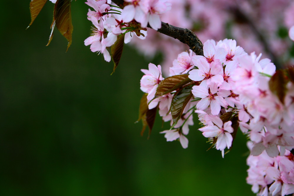 Sakura