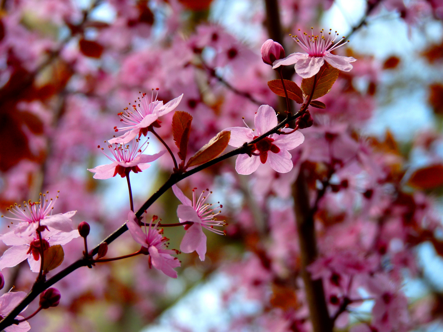 Sakura