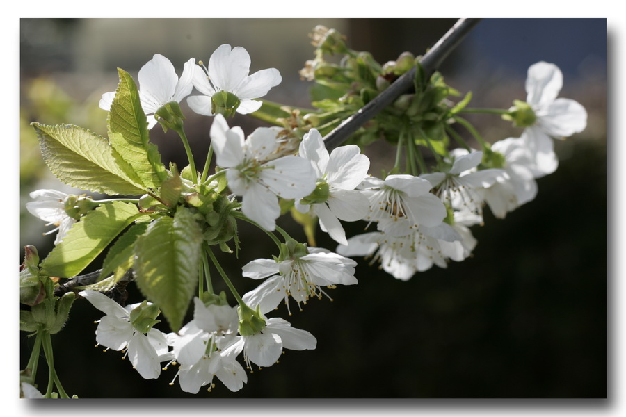 Sakura 2010