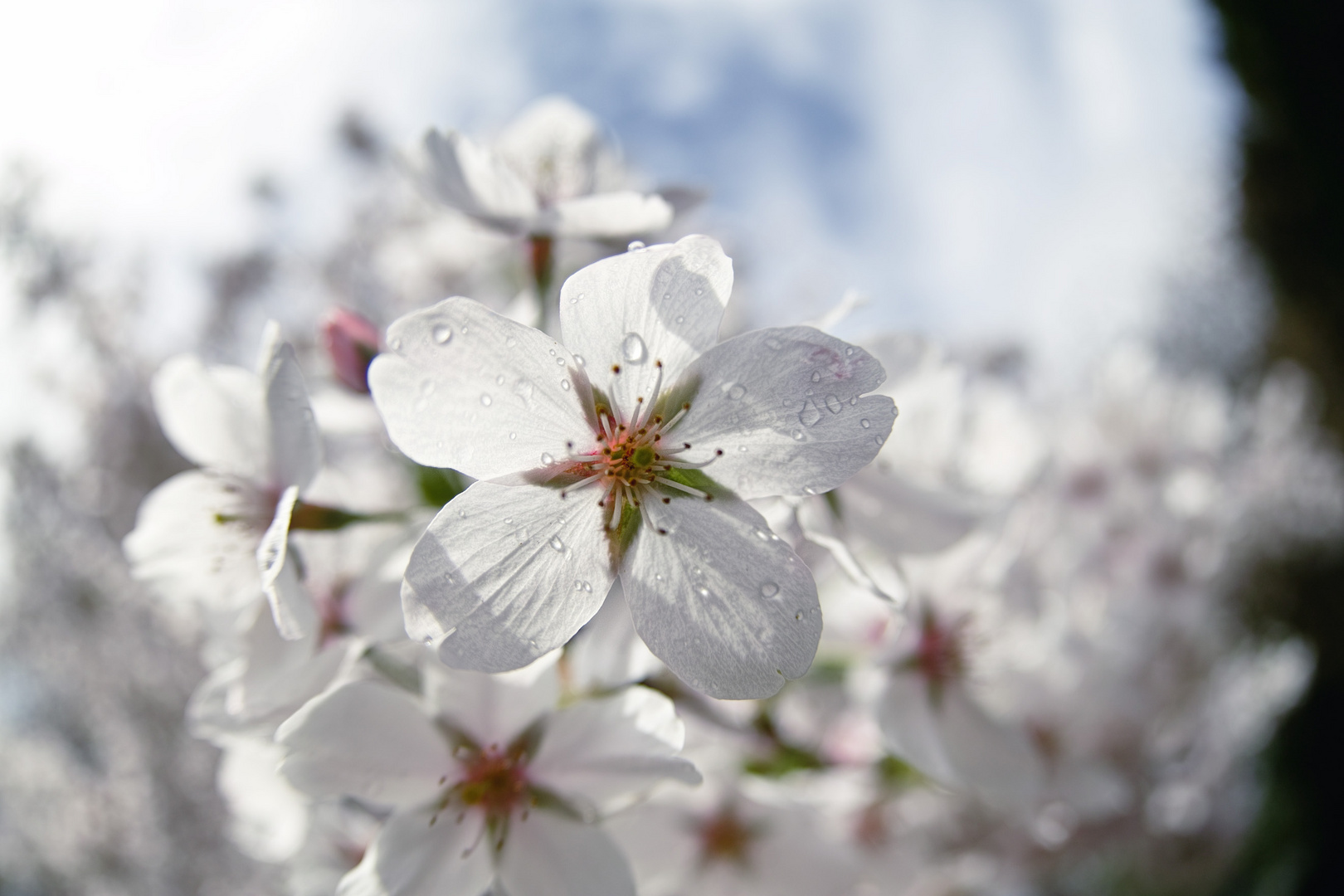 Sakura &#20108;