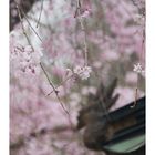 SAKURA 2013-2