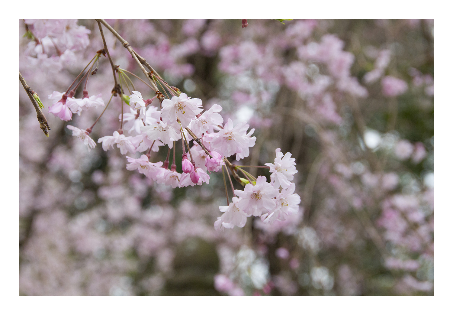 SAKURA 2013-3