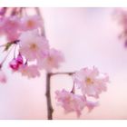 SAKURA-2014-6