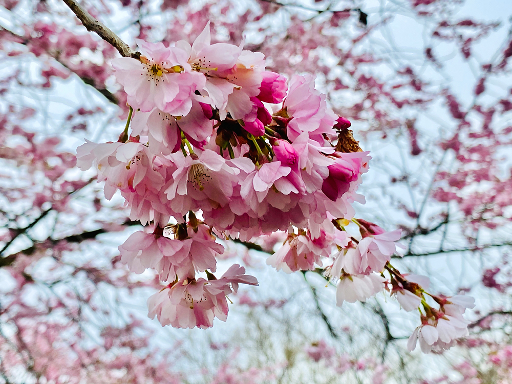 Sakura 2024