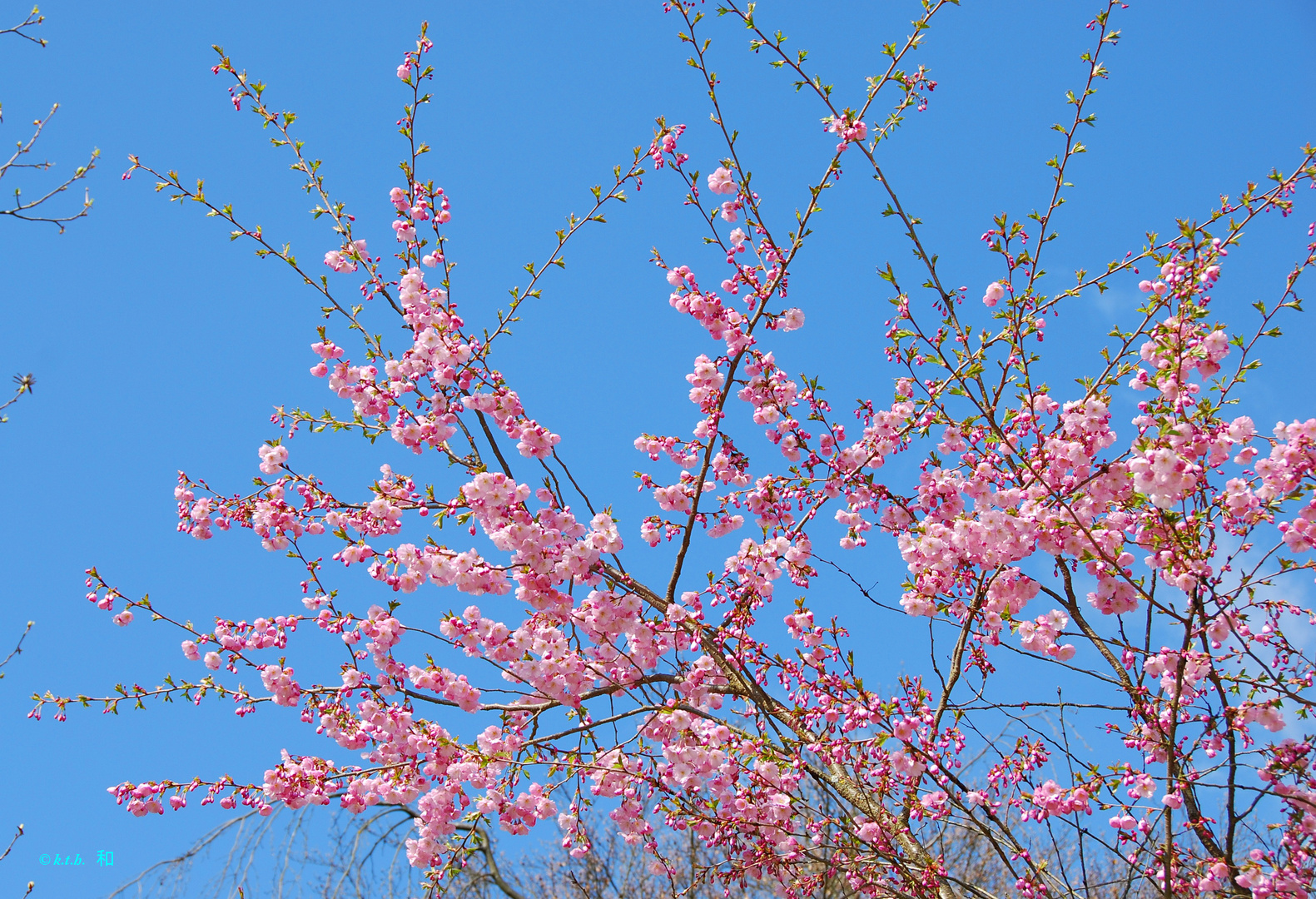 Sakura