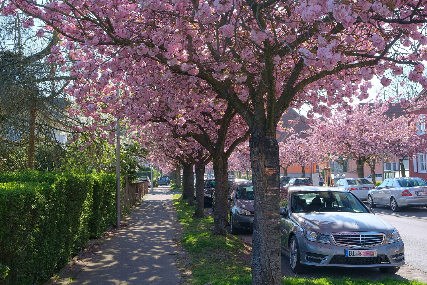 Sakura