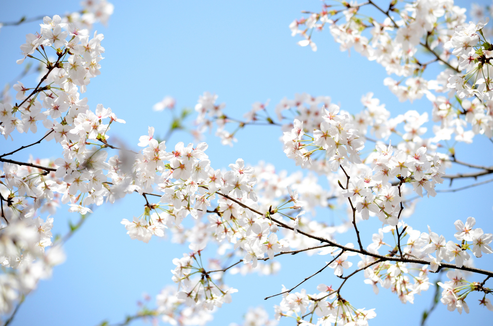 sakura