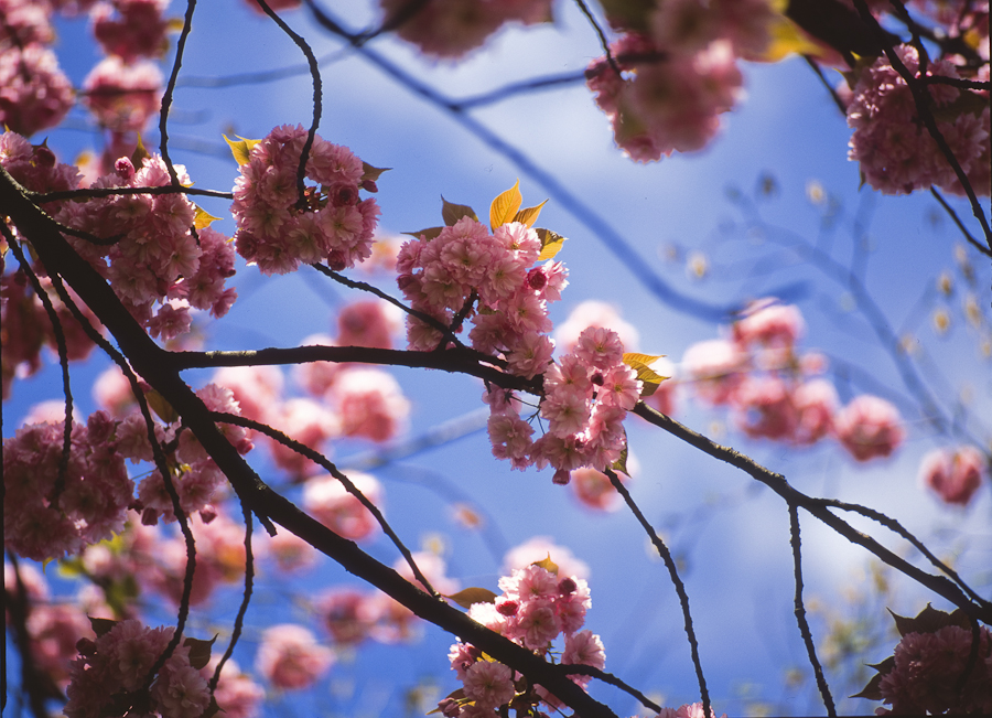 Sakura